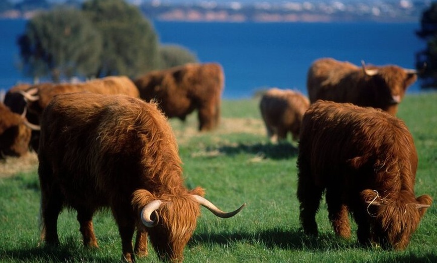 Image 4: Phillip Island Wildlife Tour from Melbourne w/Hop-On Hop-Off Bus