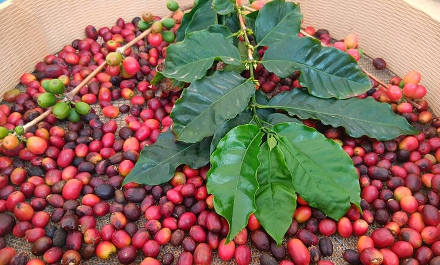 Image 19: Explora el Café de Gran Canaria en Finca Los Castaños