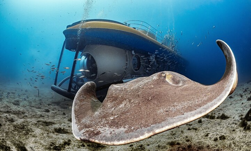Image 9: Tour submarino Tenerife: una experiencia submarina de 1 hora