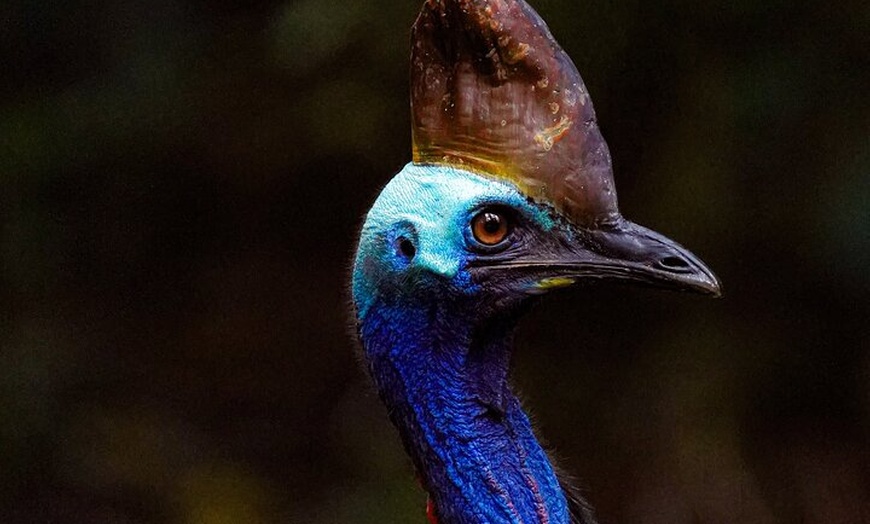 Image 10: Private Luxury Tour Above the Canopy Kuranda Experience