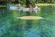 Clear Kayak or Paddleboard Manatee Adventure - Second Medium