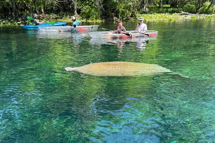 Clear Kayak or Paddleboard Manatee Adventure