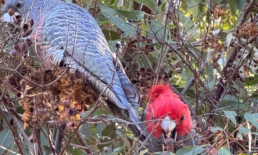 Image 15: Blue Mountains Grand Canyon Private Hike - pick up & drop off