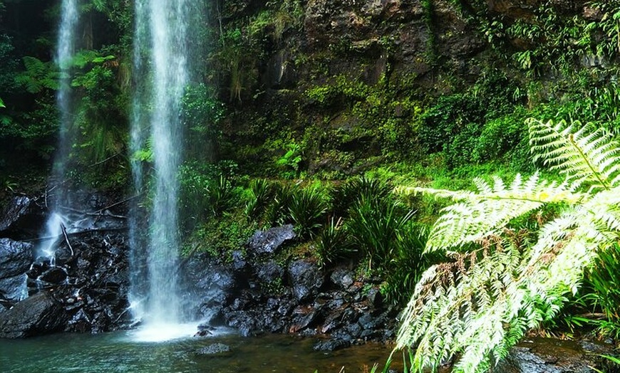 Image 7: Glow Worms - Nocturnal Rainforest/Waterfall Adventure