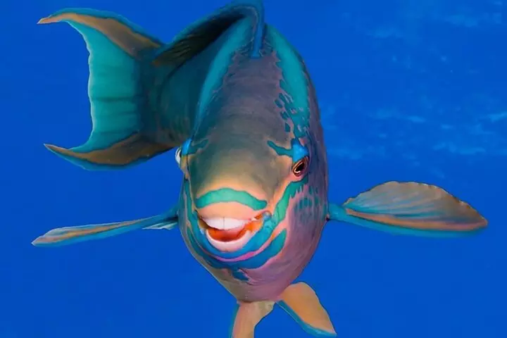 Experience Peanut Island Adventures with Go Pro