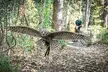 Buderim Forest Flight Owl Encounter and Tour - Image 7