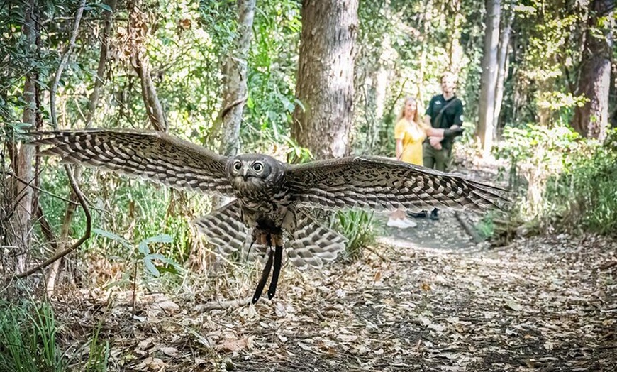 Image 7: Buderim Forest Flight Owl Encounter and Tour
