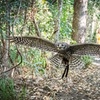 Image 7: Buderim Forest Flight Owl Encounter and Tour