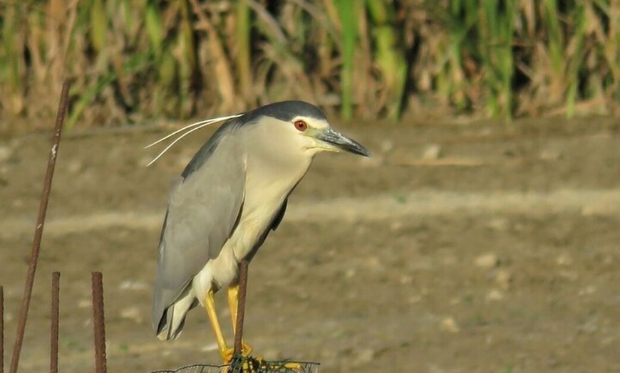 Image 5: Inmersión Holística en la Reserva de la Biosfera de les Terres de l...