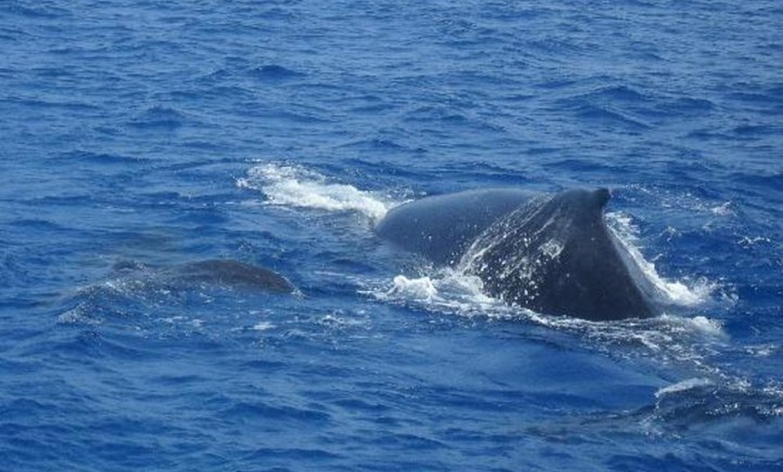 Image 8: Avistamiento de delfines y ballenas desde Puerto Rico, Gran Canaria