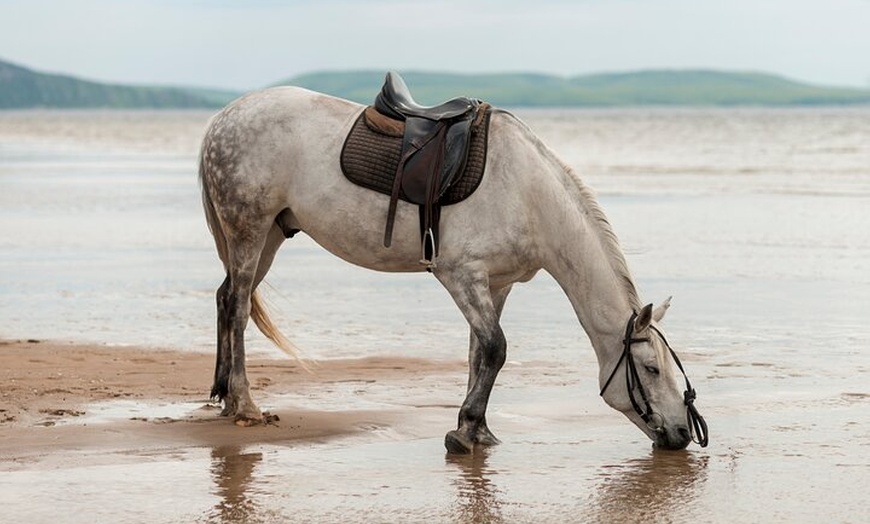 Image 6: Australia: Coffs Harbour Beach Horse Ride & Lagoon Swim + Photos