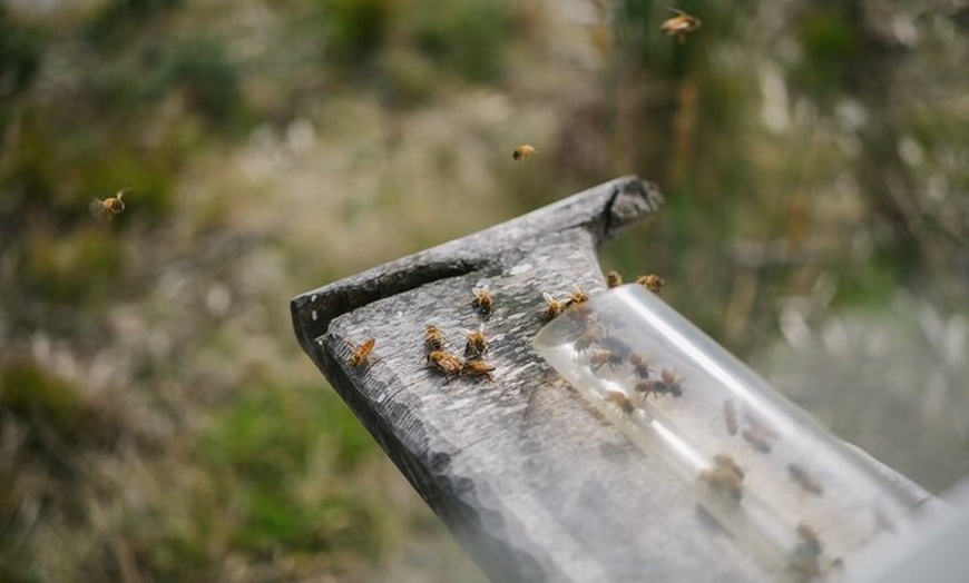 Image 9: Bruny Island Food & Wildlife Guided Tour with Coastal Views