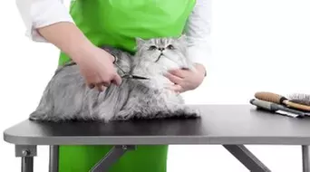 $25 For $50 Toward Dog Or Cat Grooming Services - Second Medium