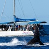 Image 1: 3 Hour Whale and Dolphin Watching Experience