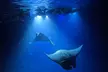 Manta Ray Night Snorkel Tour in Kailua-Kona, Big Island - Second Medium