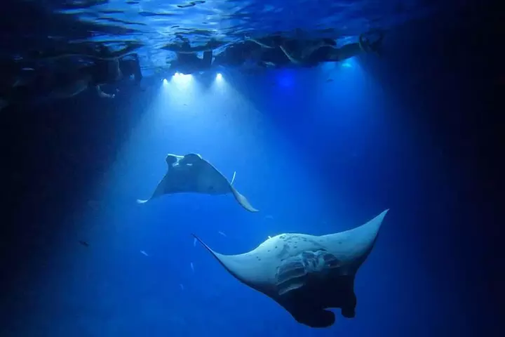 Manta Ray Night Snorkel Tour in Kailua-Kona, Big Island