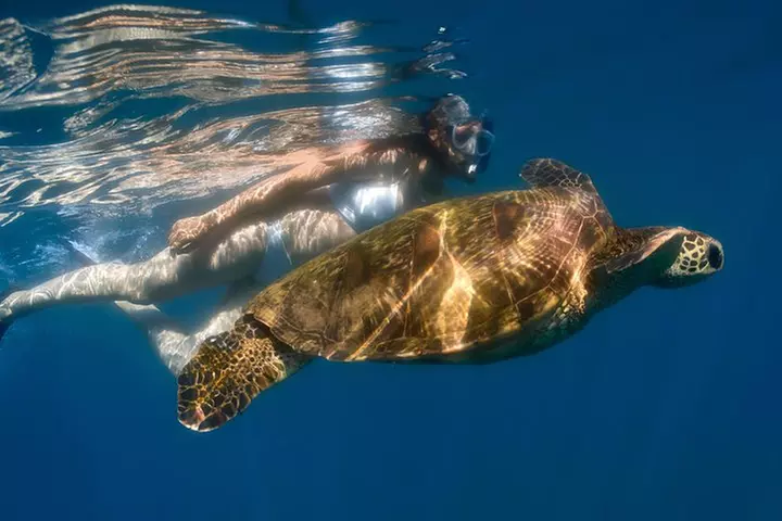 Maui Snorkeling Adventure to Molokini and Turtle Town