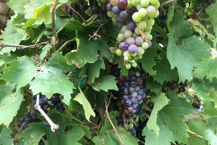 Arizona Winery All-Inclusive Tour with Lunch & Tastings