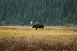 Canmore: Wilderness & Wildlife Tour - 2hr Walk - Second Medium