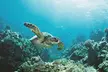 Honolulu Sailing and Snorkeling Activity - Second Medium