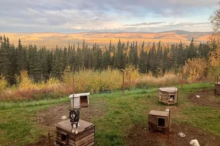 Sluice Box Kennel Alaskan Homestead & Husky Life Experience