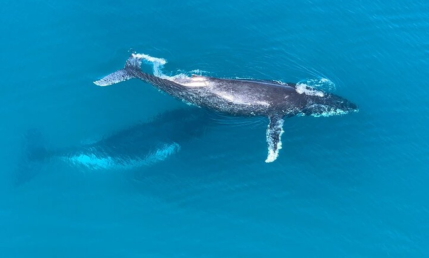 Image 1: Noosa Whale Watching Tours