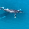 Image 1: Noosa Whale Watching Tours
