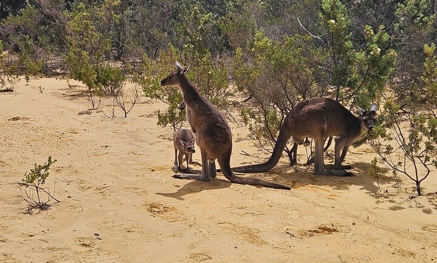 Image 15: 2 Days One Night Tour at Pink Lake Natures Window and Pinnacles