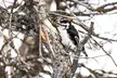 Terrace Mountain Loop Naturalist Day Hike - Second Medium