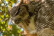 Golden Gate Park Twilight Wildlife Walking Tour - Second Medium