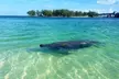 Kayaking with coastal wildlife in Sarasota Bay - Second Medium