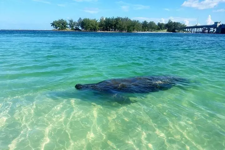 Kayaking with coastal wildlife in Sarasota Bay