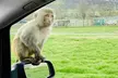 Private Full Day Tour to Longleat Safari Park and Historic Bath - Image 3