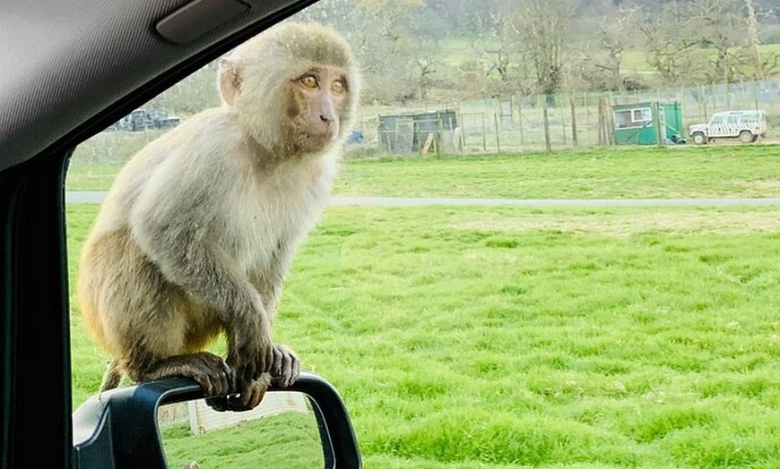 Image 3: Private Full Day Tour to Longleat Safari Park and Historic Bath