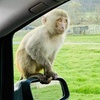 Image 3: Private Full Day Tour to Longleat Safari Park and Historic Bath