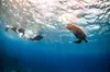 Snorkel with Turtles and Free Underwater Photos Lahaina