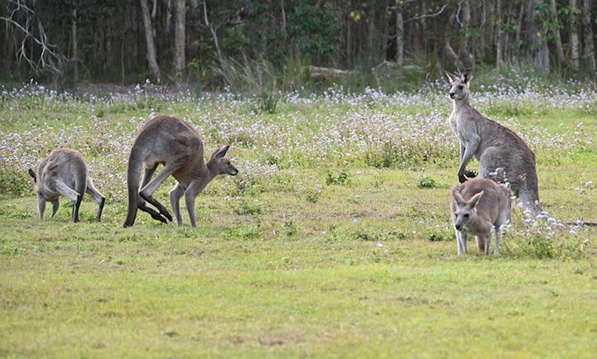 Image 2: Sirromet Winery Day Tour from Brisbane