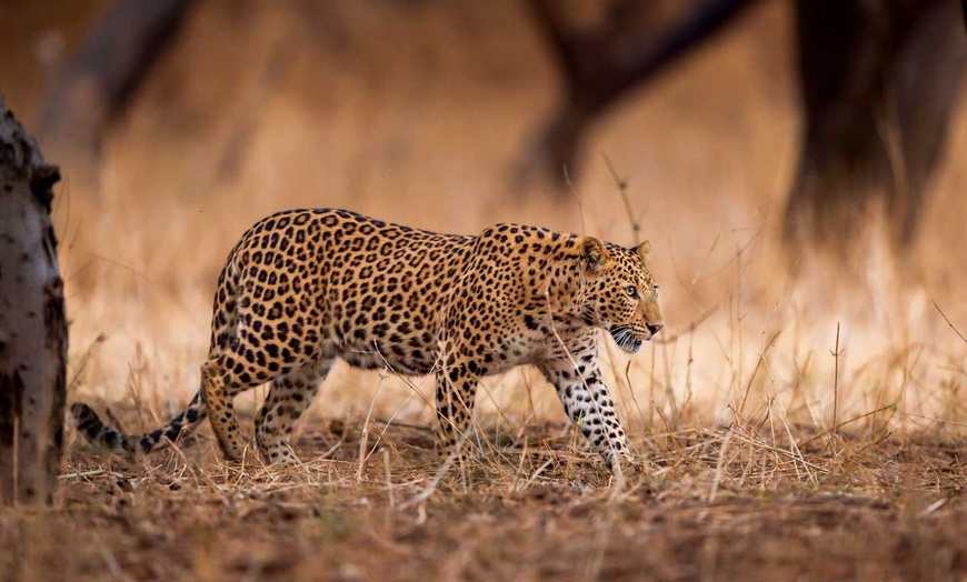 Image 32: ✈ INDIA | - Majestic India - Tour