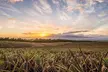 Maui Gold Pineapple Farm and Feast Experience - Second Medium