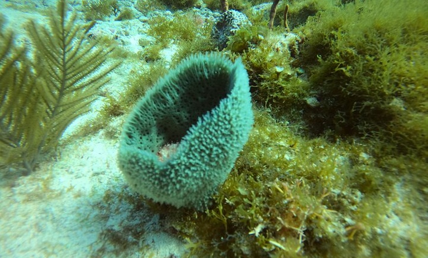 Image 11: VIP Beginner Diving Experience: MUSA Statues & Reef Adventure