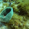 Image 11: VIP Beginner Diving Experience: MUSA Statues & Reef Adventure