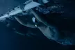 Manta Ray Night Snorkel Adventure in Kona - Second Medium