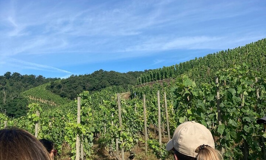 Image 3: Randonnée et Vin entre Côte-Rôtie et Condrieu
