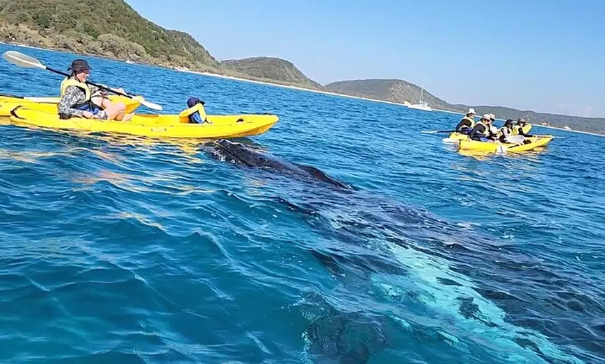 Image 3: Whale Watching Ocean Kayak Tour