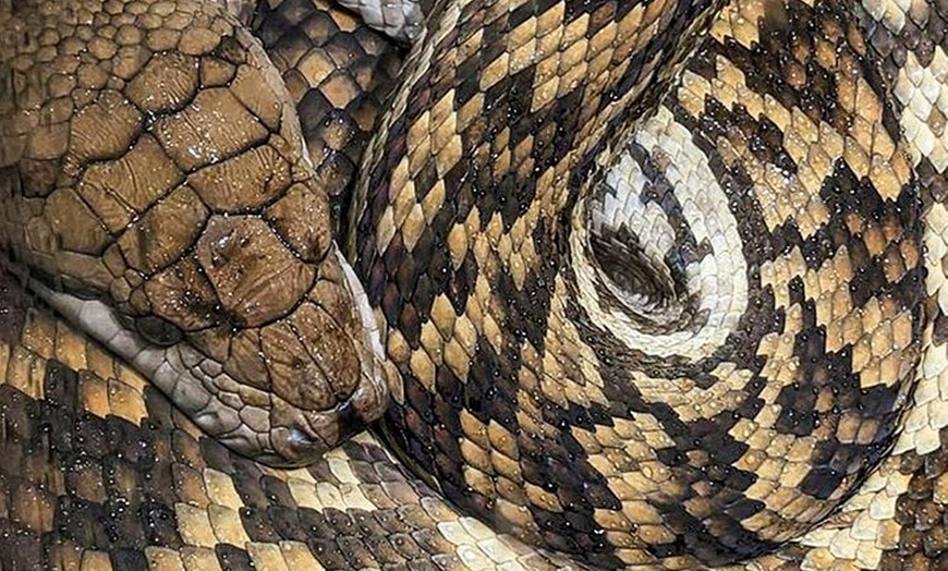 Image 6: PVT Guided Tour: Sydney Opera House and Featherdale Wildlife Park