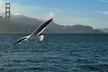 San Francisco Alcatraz, Ferry and 2 Day Hop On Hop Off Bus Tour - Second Medium