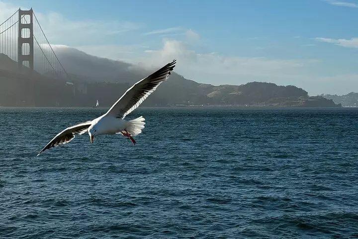 San Francisco Alcatraz, Ferry and 2 Day Hop On Hop Off Bus Tour