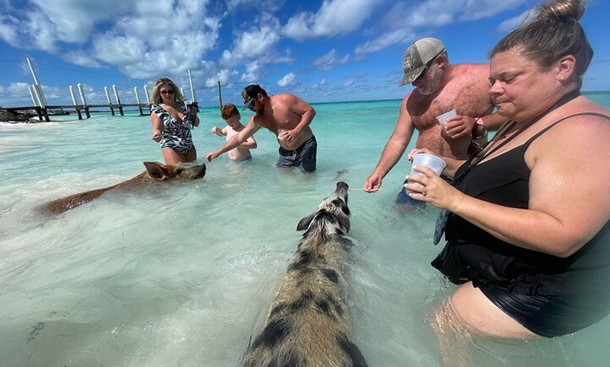 Image 6: Rose Island Snorkeling, Lunch, Rum Punch and Swimming Pigs