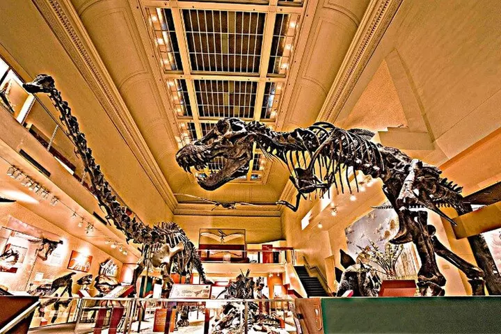 American and Natural History in One Day