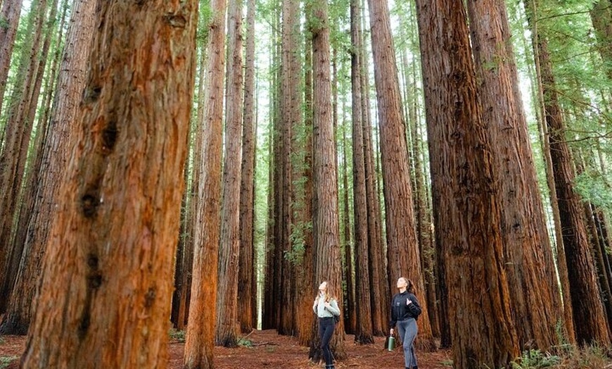 Image 5: Yarra Valley Redwood Forest Mountain Bike Adventure